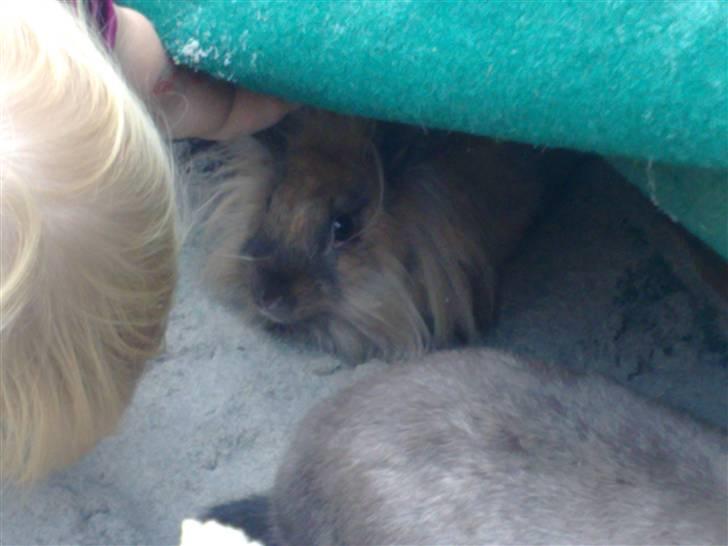 Kanin Belle billede 9