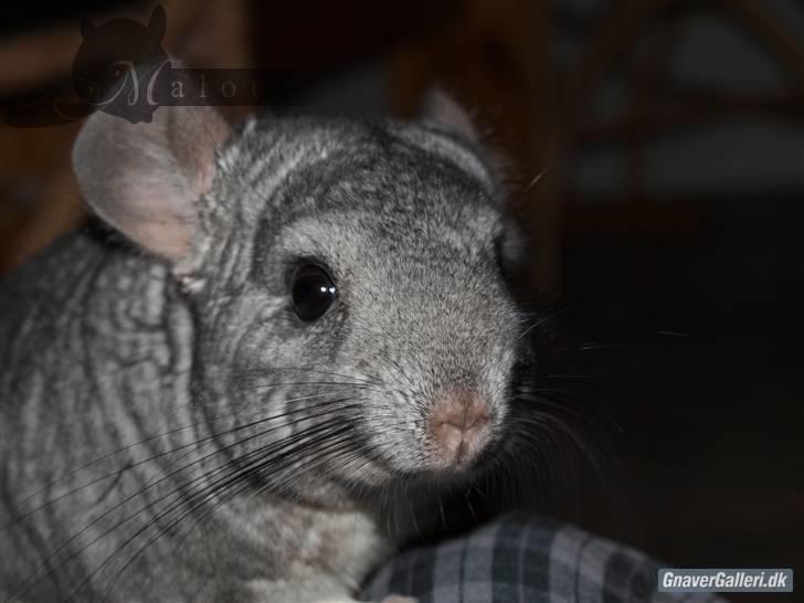 Chinchilla Malou!<3 - Nåårh! Malou så sød<3 Foto/= Mig billede 3