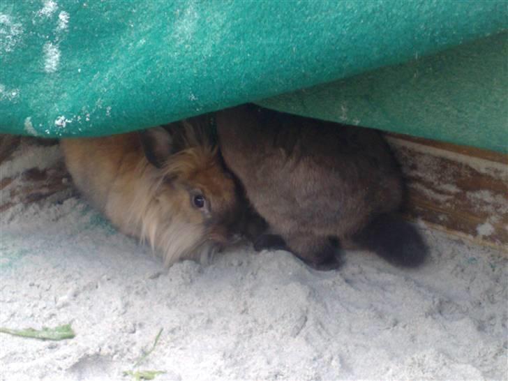 Kanin Belle billede 10