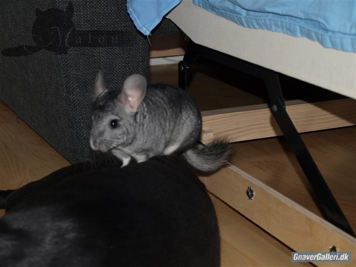 Chinchilla Malou!<3 - Malou sidder på Fifi *Hund* Foto/= Mig billede 4