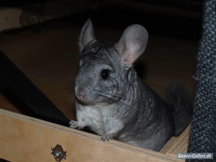 Chinchilla Malou!<3 - Uhh!? Malou!<33 Foto/= Mig billede 5