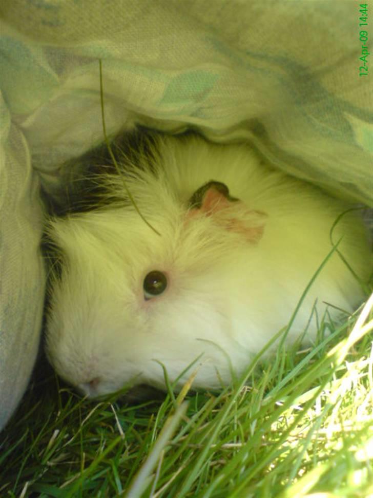 Marsvin Sofus billede 1