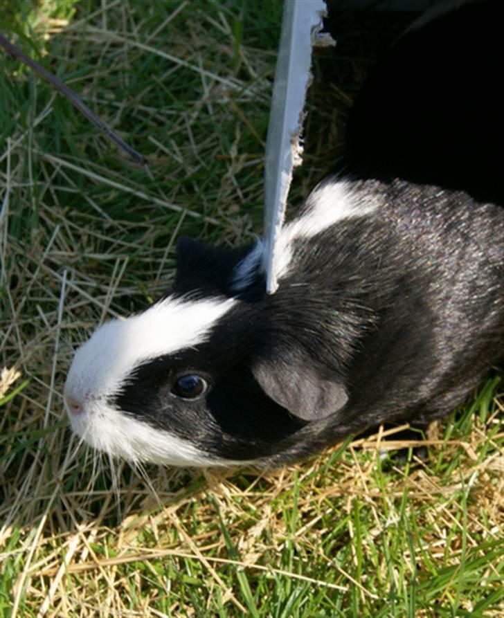 Marsvin Misha billede 4