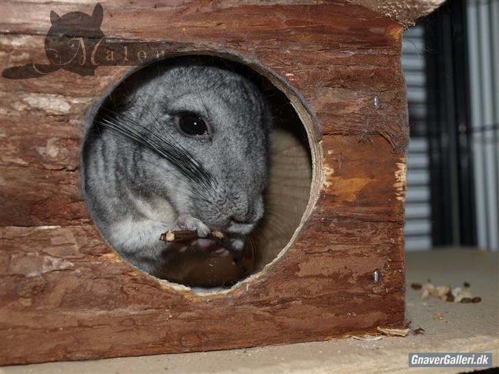 Chinchilla Malou!<3 - Søde Malou, med en lille gren!<3 Foto/= Mig billede 6