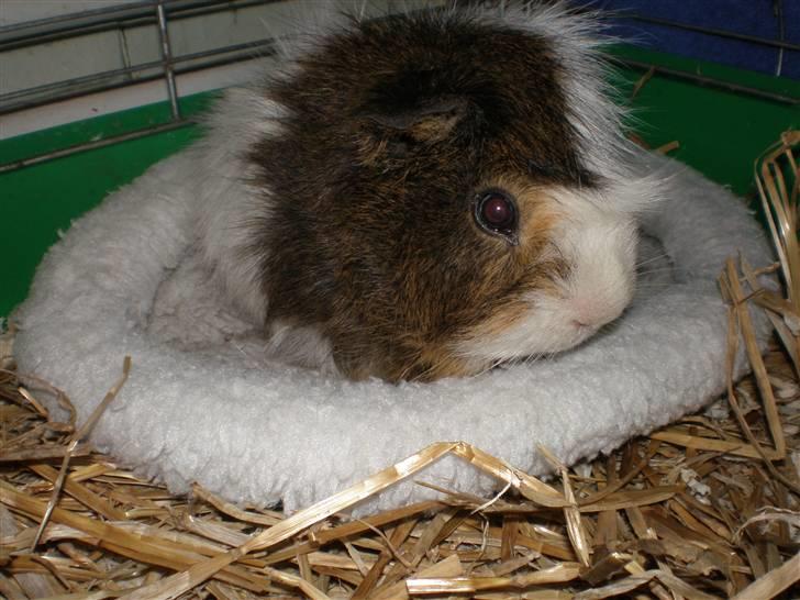 Marsvin Sofus billede 2