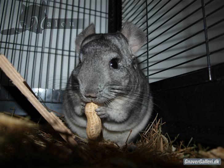 Chinchilla Malou!<3 - Mums hva`? Foto/= Mig billede 7