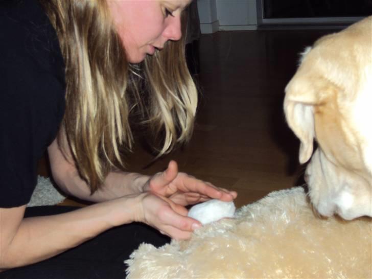 Dværghamster Mini *Rip* billede 2