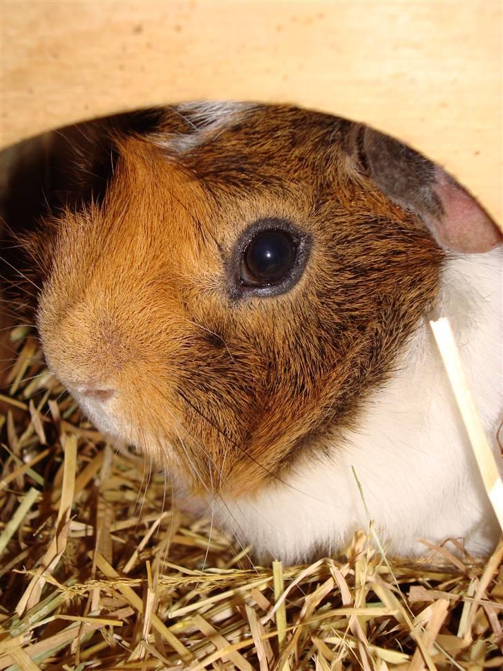 Marsvin Pjevs R.I.P :'( billede 1