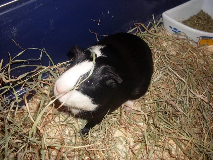 Marsvin Misha billede 5