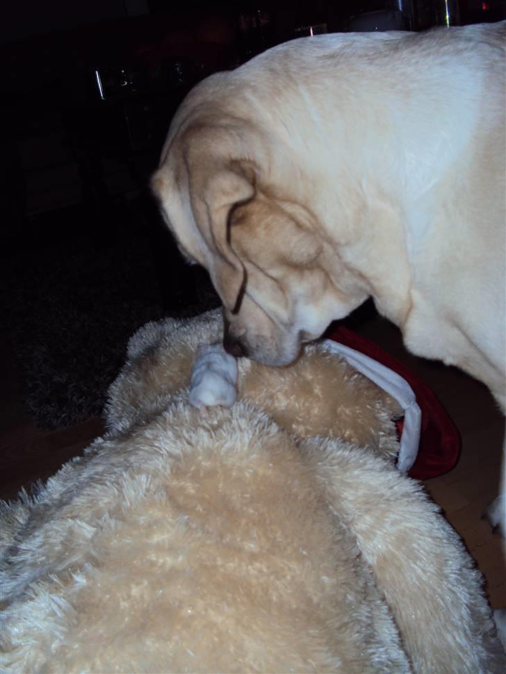 Dværghamster Mini *Rip* billede 3