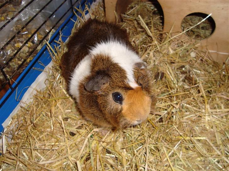 Marsvin Pjevs R.I.P :'( billede 2