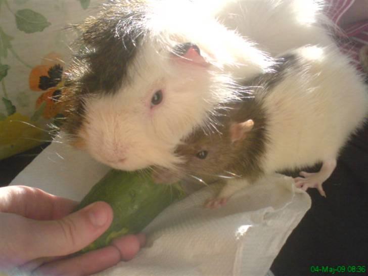 Marsvin Sofus billede 3