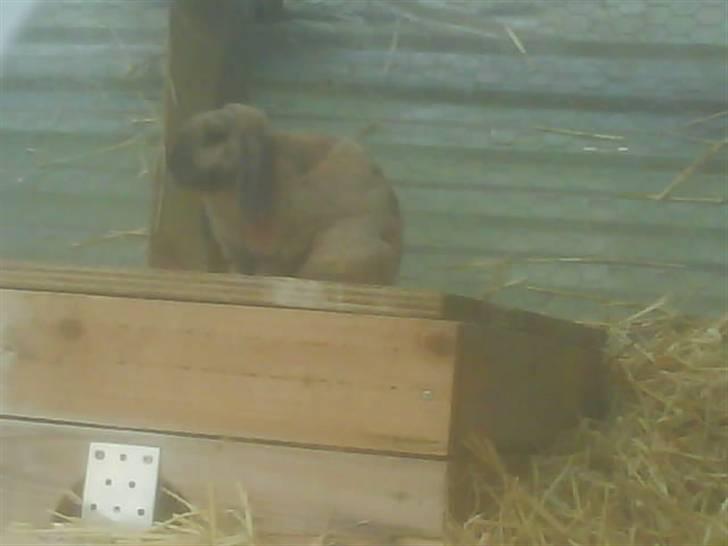 Kanin mads - velkommen til mads(: <3 billede 1