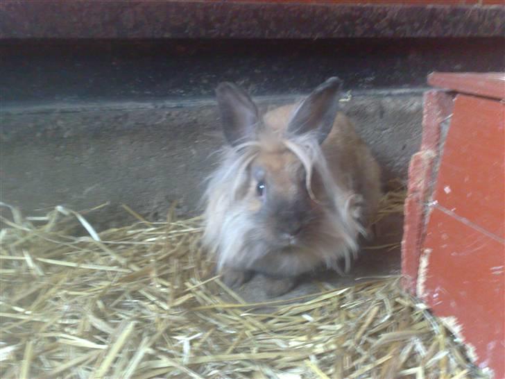 Kanin Belle billede 11