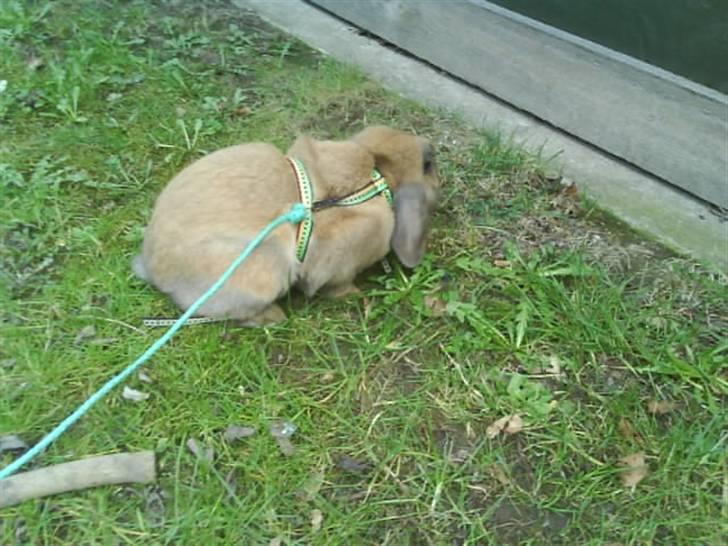 Kanin mads - mads ude at løbe (: billede 2