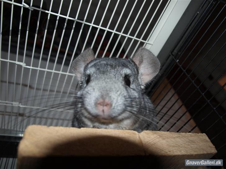 Chinchilla Malou!<3 - Hihi "Kukuk Malou" :D Foto/= Mig billede 8