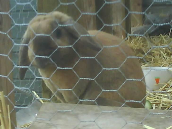 Kanin mads - mads venter på der kommer frokost(: billede 3