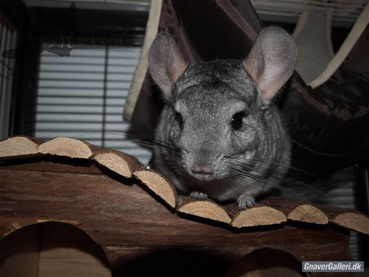 Chinchilla Malou!<3 - GudeSmukke Malou Foto/= Mig billede 9
