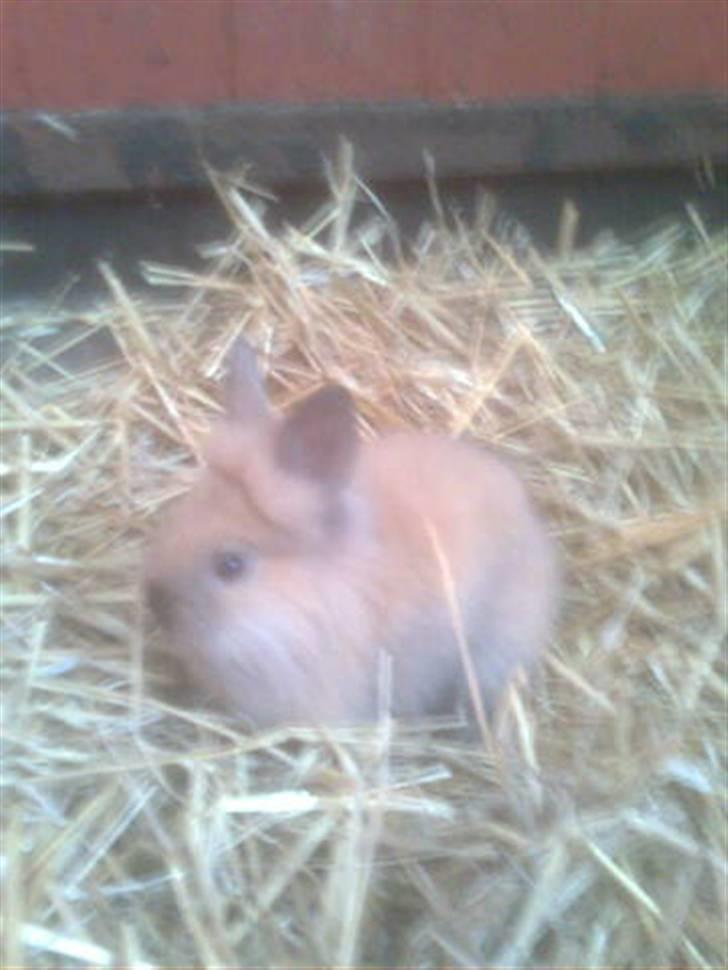 Kanin Belle billede 2