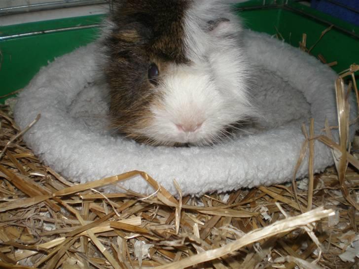 Marsvin Sofus billede 4