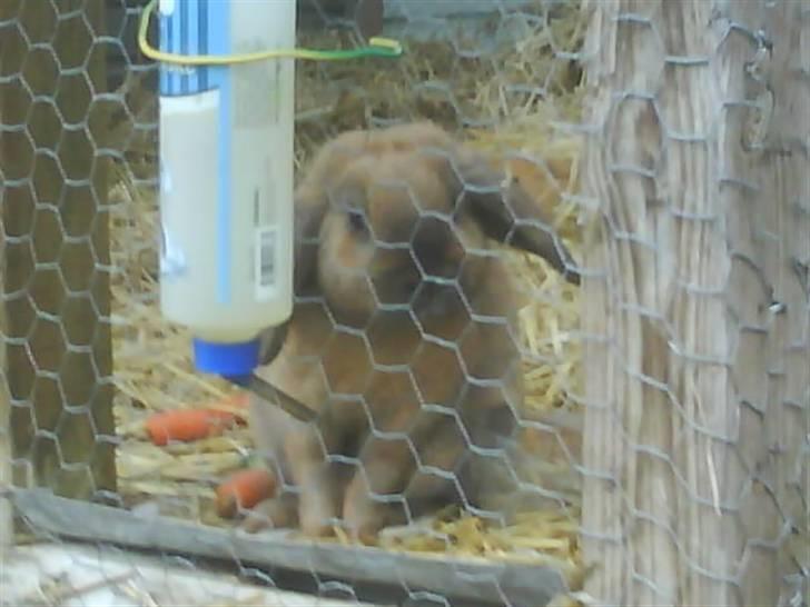 Kanin mads - der går mine naboer høns :D  billede 4