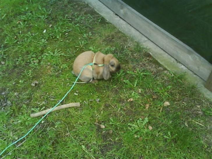 Kanin mads - mads ude at lege i haven, han elsker det (;  billede 5