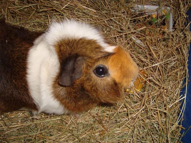 Marsvin Pjevs R.I.P :'( billede 3