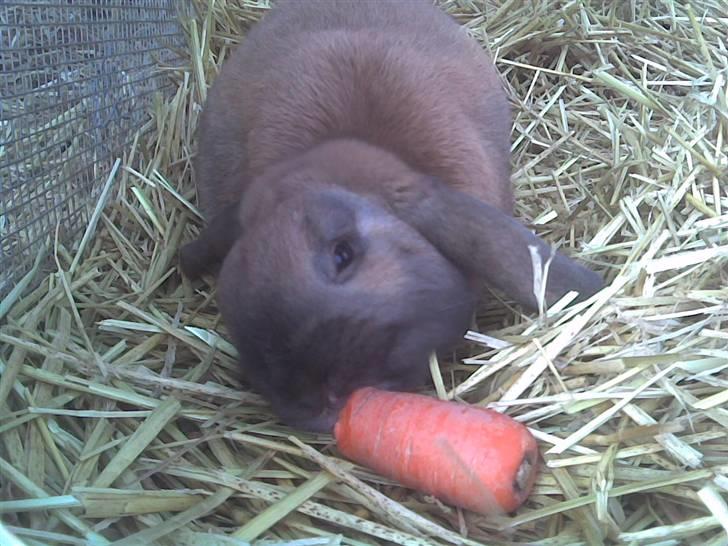 Kanin mads - dejlig gulerød(: billede 6