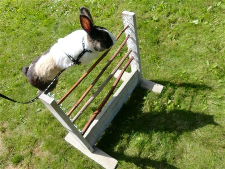 Kanin Hanssons Speedy Gonzales - Velkommen til Stald Hansson´s Speedy Gonzales  billede 1