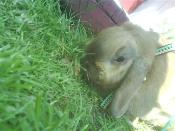 Kanin mads - madsen<3 billede 7