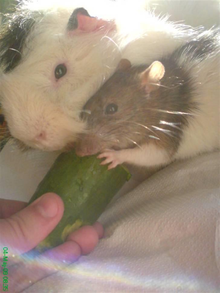 Marsvin Sofus billede 5