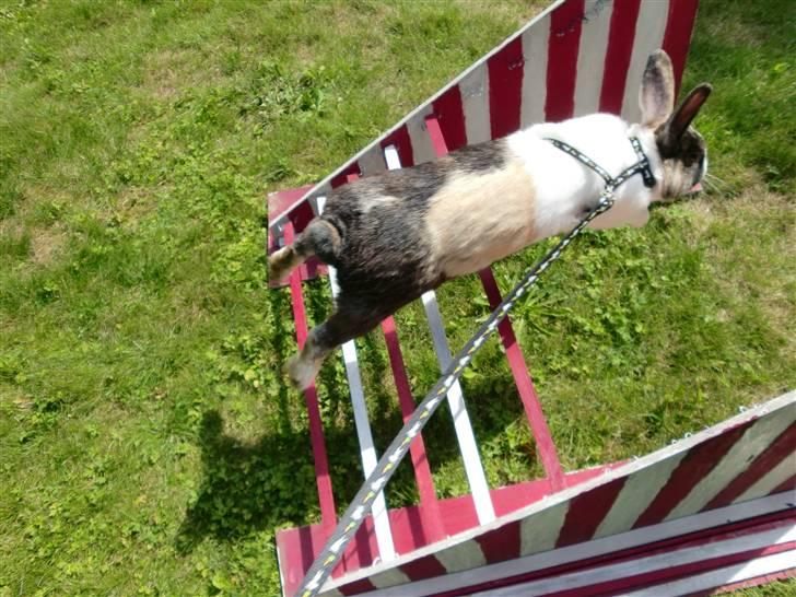 Kanin Hanssons Speedy Gonzales billede 2