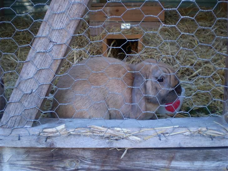 Kanin mads - verdens bedste kanin<3 billede 8