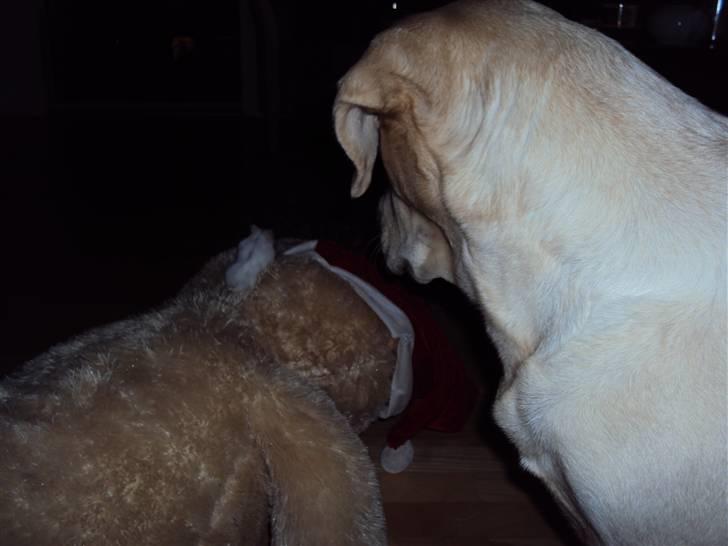 Dværghamster Mini *Rip* billede 4