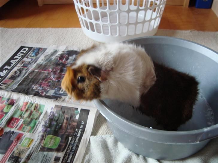 Marsvin Pjevs R.I.P :'( billede 4