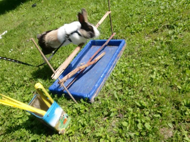 Kanin Hanssons Speedy Gonzales billede 3