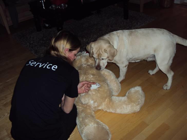 Dværghamster Mini *Rip* billede 5