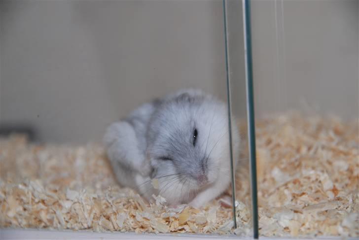 Dværghamster Ham Ham - D. 15/4-2010 :) billede 1
