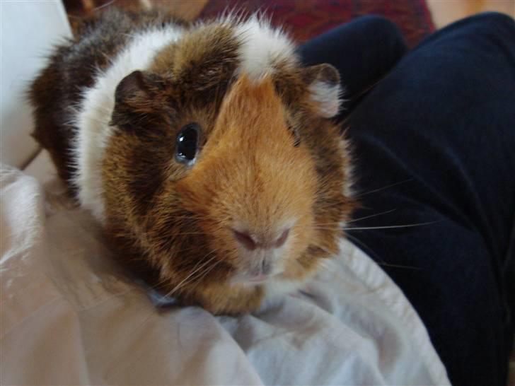 Marsvin Pjevs R.I.P :'( billede 5