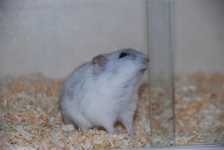 Dværghamster Ham Ham - D. 15/4-2010 :) billede 2