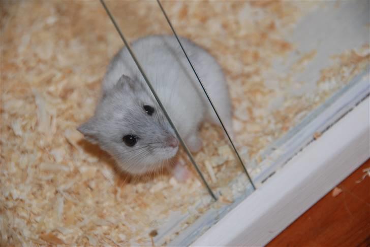 Dværghamster Ham Ham - D. 15/4-2010 :) billede 3