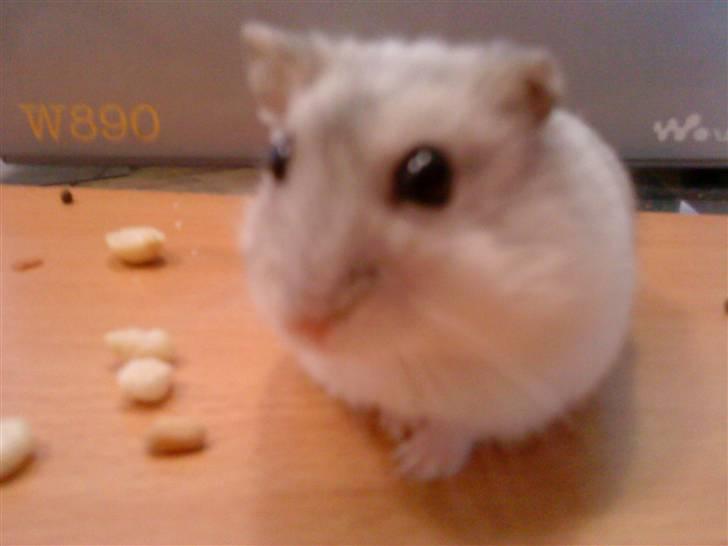 Dværghamster Ham Ham billede 4