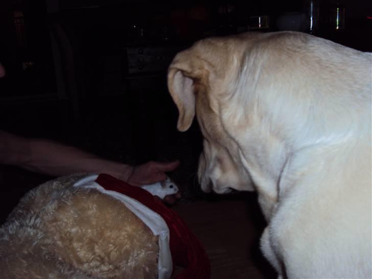 Dværghamster Mini *Rip* billede 6