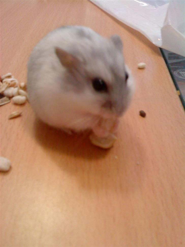 Dværghamster Ham Ham billede 5