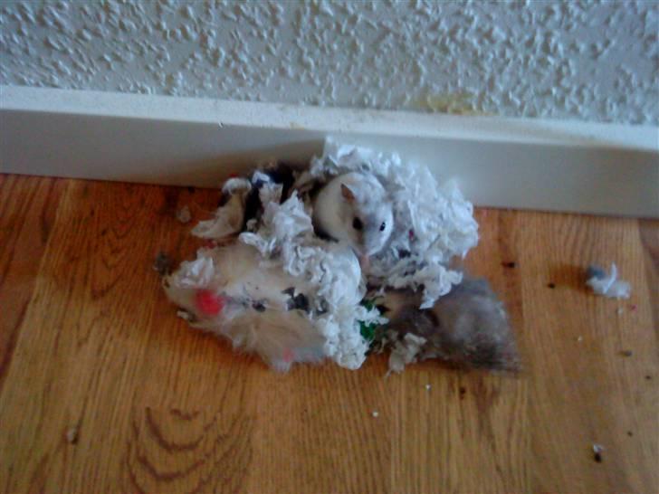 Dværghamster Ham Ham billede 6