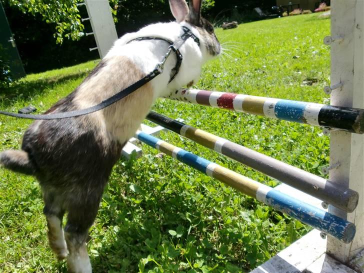 Kanin Hanssons Speedy Gonzales billede 4