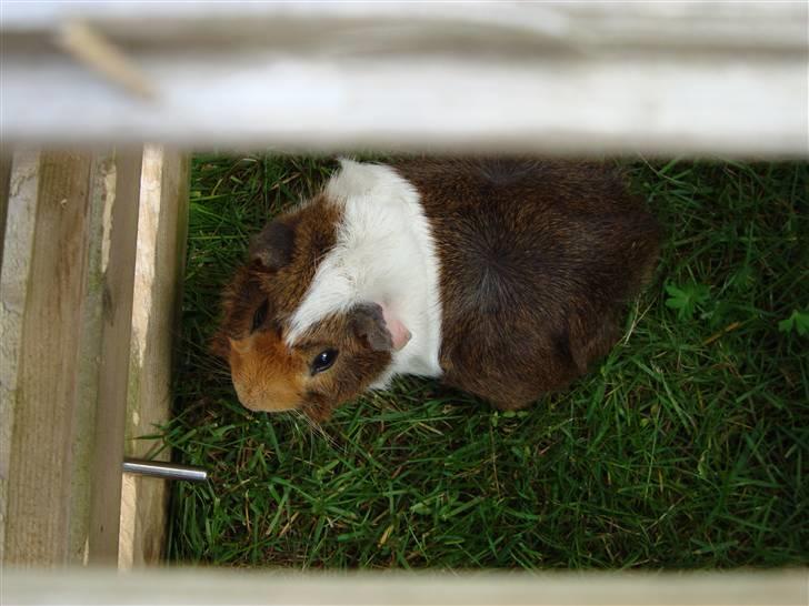 Marsvin Pjevs R.I.P :'( billede 6