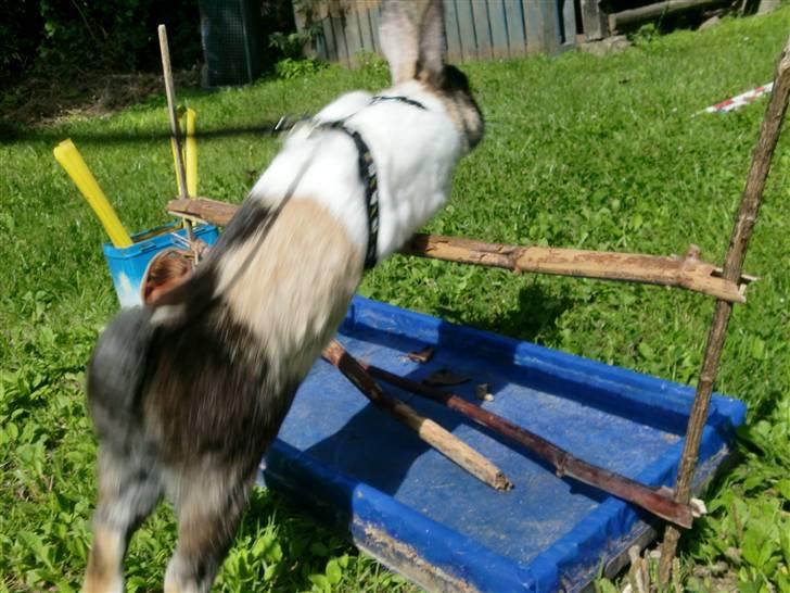 Kanin Hanssons Speedy Gonzales billede 5