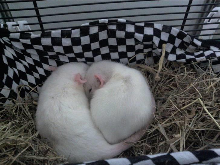 Tamrotte nuggi<33 billede 8