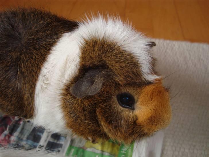 Marsvin Pjevs R.I.P :'( billede 7